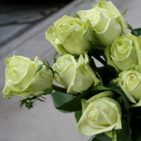 Роза Маруся чайно-гібридна