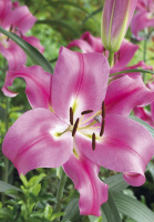 Лилия Giordana высокорослая (10416), De Ree