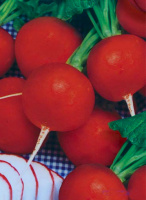 Редис Жара весовой ранний