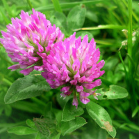 Клевер красный кормовой медоносный