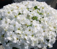 Петуния мультифлора Мамбо F1 1000 дражированных семян белая, Hem Genetics