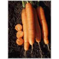 Морковь без сердцевины весовая среднеспелая