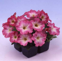 Петуния Ультра F1 1000 дражированных семян розовый биколор, Syngenta Flowers