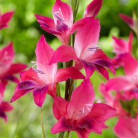 Гладиолус Vulcano 3 шт нанус, De Ree