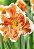 Нарцисс Cassata Split Walz (10318)