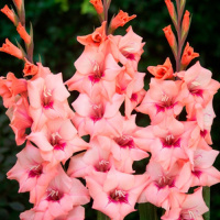 Гладиолус Whitney бамбино 3 шт, De Ree