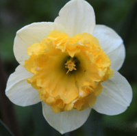 Нарцисс Blues махрово-корончатый (10440)