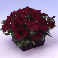 Петуния Ламбада F1 1000 дражированных семян бургунди, Hem Genetics