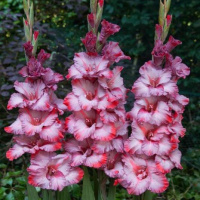 Гладиолус Ted's Trump крупноцветковый, De Ree