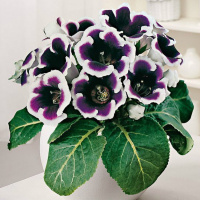 Глоксиния Kaiser Wilhelm