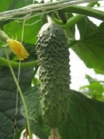 Огурец Надежда F1 1000 шт, Seminis