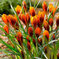 Крокус Orange Monarch 5 шт ботанический De Ree (10504)