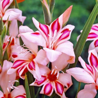 Гладиолус Impressive 3 шт нанус, De Ree