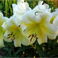 Лилия Yellow Bride ОТ гибрид, De Ree