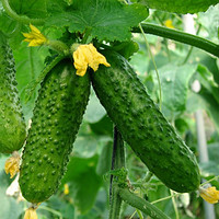 Огурец Амант F1 1000 шт, Bejo Zaden