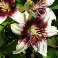 Лилия  Hеart Balance Tango азиасткая, De Ree