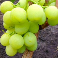 Саженцы винограда Индиана