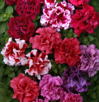 Петуния мультифлора махровая Дуо F1 смесь 200 семян, Pan American flowers