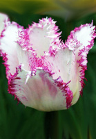 Тюльпан Aria Cards 3 шт бахромчатый, De Ree (10211)