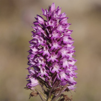 Эспарцет на развес, Агролиния