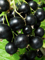 Смородина чорна Черешньова, Інститут Таїрова