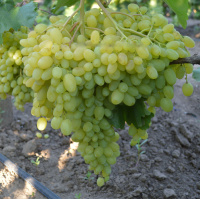 Саженцы винограда Гелиодор кишмиш