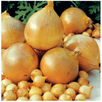 Штур ВС20 лук севок арбажейка 500 г, Broer