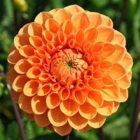 Георгина Noordwijks Glorie помпонная, De Ree