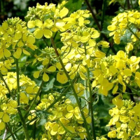 Редька масличная 0,5 кг зеленое удобрение, Витас