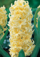 Гиацинт City of Haarlem (10182)