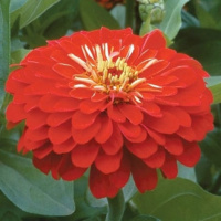 Цинния элегантная Бордюр 100 семян смесь, Hем Zaden