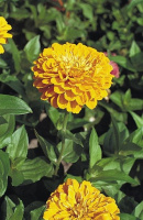 Цинния элегантная Гиганты Бенари 250 семян золотисто-желтая, Hем Zaden