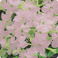 Табак крылатый Саратога F1 200 дражированных семян абрикосовый, Syngenta Flowers