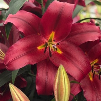 Лилия Pauillac гигант высокорослая, De Ree