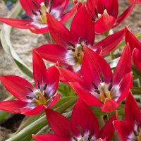 Тюльпан Tiny Timo 3 шт ботанический, De Ree 