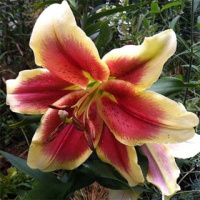 Лилия Holland Beauty ОТ гибрид, De Ree