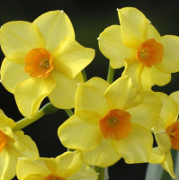 Нарцисс Martinette 2 шт миниатюрный (10443)