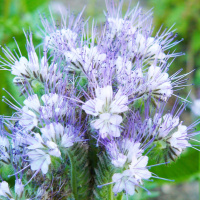 Фацелия 0,5 кг медоносная ранняя, Витас