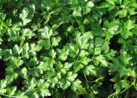 Петрушка Гігант де Італія 500 г листова, Hем Zaden