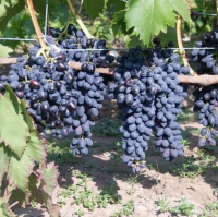 Саженцы винограда Надежда АЗОС