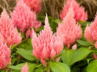 Целозия Айс Крем 200 семян перистая персиковая, Pan American flowers