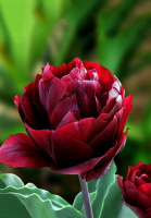 Тюльпан махровый Palmyra (10315)