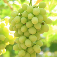 Саженцы винограда Сахарные капли кишмиш