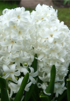 Гиацинт White Festival (10188)