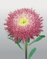 Астра китайская Принцесса Бенари 1000 семян кримсон, Benary flowers