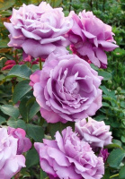 Роза Блу Мун плетиста