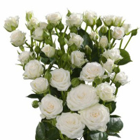 Роза Вайт леді біла патіо