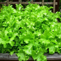 Салат Одеський кучерявець 500 г