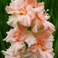 Гладиолус Crispy Frizzle 3 шт гофрированный, De Ree