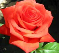 Роза Корвет чайно-гібридна